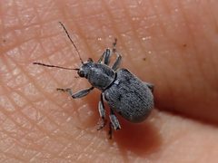 Neofidia cana by (c) Joseph Aubert, some rights reserved (CC BY), uploaded by Joseph Aubert. Used under a CC-BY license.