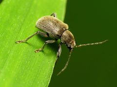 Neofidia lurida by (c) Katja Schulz, some rights reserved (CC BY). Used under a CC-BY license.