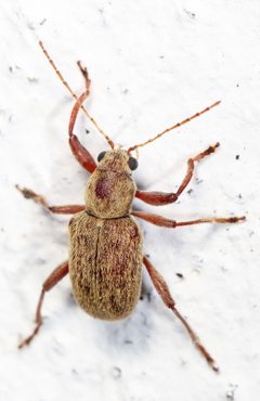Neofidia lurida by (c) Judy Gallagher, some rights reserved (CC BY). Used under a CC-BY license.