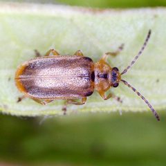 Neogalerucella by (c) Barry Walter, some rights reserved (CC BY), uploaded by Barry Walter. Used under a CC-BY license.