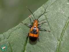 Neolema dorsalis by (c) Diogo Luiz, some rights reserved (CC BY), uploaded by Diogo Luiz. Used under a CC-BY license.