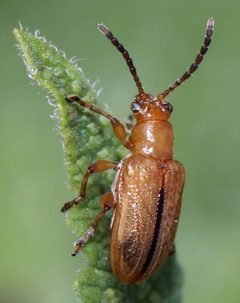 Neolema jacobina by (c) Catherine C. Galley, some rights reserved (CC BY), uploaded by Catherine C. Galley. Used under a CC-BY license.
