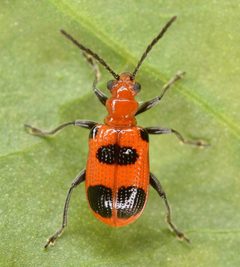 Neolema sexpunctata by (c) skitterbug, some rights reserved (CC BY), uploaded by skitterbug. Used under a CC-BY license.