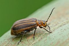 Neolochmaea dilatipennis by (c) Eridan Xharahi, some rights reserved (CC BY), uploaded by Eridan Xharahi. Used under a CC-BY license.