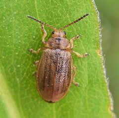 Ophraella cribrata by (c) Will Linnard, some rights reserved (CC BY), uploaded by Will Linnard. Used under a CC-BY license.