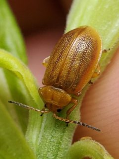 Ophraella cribrata by (c) Will Kuhn, some rights reserved (CC BY), uploaded by Will Kuhn. Used under a CC-BY license.