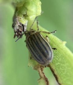 Ophraella notulata by (c) Dilrukshan Priyantha Wijesinghe, some rights reserved (CC BY), uploaded by Dilrukshan Priyantha Wijesinghe. Used under a CC-BY license.