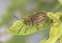 Ophraella notulata by (c) Dilrukshan Priyantha Wijesinghe, some rights reserved (CC BY), uploaded by Dilrukshan Priyantha Wijesinghe. Used under a CC-BY license.