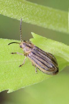Ophraella notulata by (c) Adrienne van den Beemt, some rights reserved (CC BY), uploaded by Adrienne van den Beemt. Used under a CC-BY license.