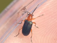 Oulema variabilis by (c) Sam Kieschnick, some rights reserved (CC BY), uploaded by Sam Kieschnick. Used under a CC-BY license.