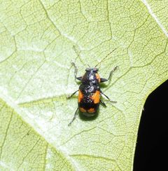 Pachybrachis dilatatus by (c) Jeff Clark, some rights reserved (CC BY), uploaded by Jeff Clark. Used under a CC-BY license.