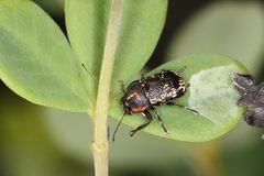 Pachybrachis luridus by (c) Jake McCumber, some rights reserved (CC BY), uploaded by Jake McCumber. Used under a CC-BY license.