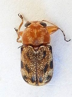 Pachybrachis nobilis by (c) jimeckert49, some rights reserved (CC BY). Used under a CC-BY license.