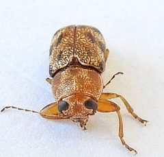 Pachybrachis nobilis by (c) jimeckert49, some rights reserved (CC BY). Used under a CC-BY license.