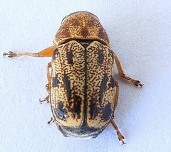 Pachybrachis nobilis by (c) jimeckert49, some rights reserved (CC BY). Used under a CC-BY license.