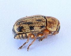 Pachybrachis nobilis by (c) jimeckert49, some rights reserved (CC BY). Used under a CC-BY license.