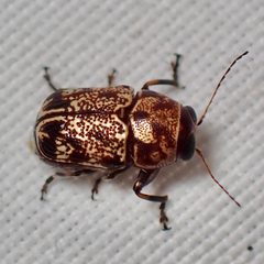Pachybrachis snowi by (c) Sue Carnahan, some rights reserved (CC BY), uploaded by Sue Carnahan. Used under a CC-BY license.