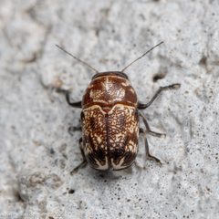 Pachybrachis snowi by (c) Adrienne van den Beemt, some rights reserved (CC BY), uploaded by Adrienne van den Beemt. Used under a CC-BY license.