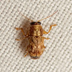 Pachybrachis texanus by (c) Justin Williams, some rights reserved (CC BY), uploaded by Justin Williams. Used under a CC-BY license.