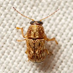 Pachybrachis texanus by (c) Justin Williams, some rights reserved (CC BY), uploaded by Justin Williams. Used under a CC-BY license.