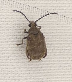 Caryobruchus gleditsiae by (c) Sean Golden, some rights reserved (CC BY), uploaded by Sean Golden. Used under a CC-BY license.
