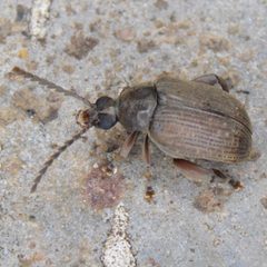 Caryobruchus gleditsiae by (c) Dan Johnson, some rights reserved (CC BY), uploaded by Dan Johnson. Used under a CC-BY license.