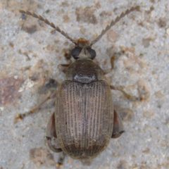 Caryobruchus gleditsiae by (c) Dan Johnson, some rights reserved (CC BY), uploaded by Dan Johnson. Used under a CC-BY license.