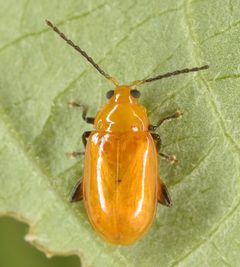 Parchicola tibialis by (c) skitterbug, some rights reserved (CC BY), uploaded by skitterbug. Used under a CC-BY license.