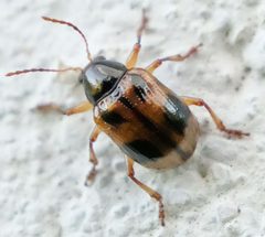 Paria quadrinotata by no rights reserved, uploaded by Mirko Schoenitz. Used under a CC0 license.