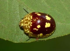 Paropsis by (c) Steve Kerr, some rights reserved (CC BY), uploaded by Steve Kerr. Used under a CC-BY license.