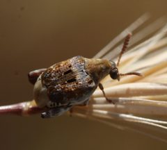 Penthobruchus germaini by (c) Andrew Meeds, some rights reserved (CC BY), uploaded by Andrew Meeds. Used under a CC-BY license.