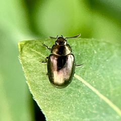 Phaedon desotonis by (c) Chet Burrier, some rights reserved (CC BY), uploaded by Chet Burrier. Used under a CC-BY license.