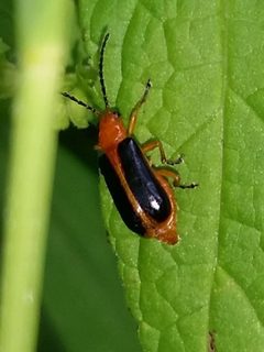 Phyllobrotica limbata by (c) Zihao Wang, some rights reserved (CC BY), uploaded by Zihao Wang. Used under a CC-BY license.
