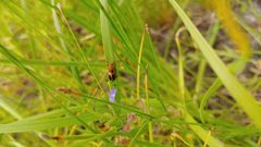 Phyllobrotica nigritarsis by (c) Ryan Sorrells, some rights reserved (CC BY), uploaded by Ryan Sorrells. Used under a CC-BY license.