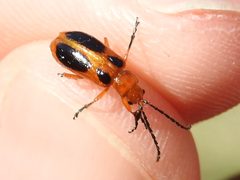 Phyllobrotica sororia by (c) Sam Kieschnick, some rights reserved (CC BY), uploaded by Sam Kieschnick. Used under a CC-BY license.