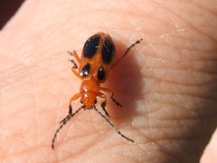 Phyllobrotica sororia by (c) Sam Kieschnick, some rights reserved (CC BY), uploaded by Sam Kieschnick. Used under a CC-BY license.
