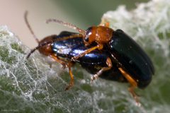 Phyllobrotica viridipennis by (c) Ken-ichi Ueda, some rights reserved (CC BY), uploaded by Ken-ichi Ueda. Used under a CC-BY license.