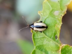 Phyllotreta armoraciae by (c) Nikita Gerasin, some rights reserved (CC BY), uploaded by Nikita Gerasin. Used under a CC-BY license.