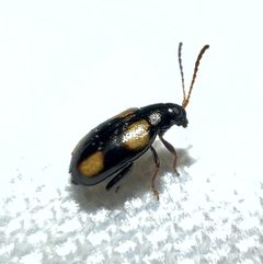 Phyllotreta conjuncta by (c) Joshua Ebright, some rights reserved (CC BY), uploaded by Joshua Ebright. Used under a CC-BY license.