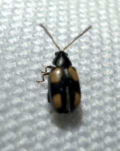 Phyllotreta conjuncta by (c) Joshua Ebright, some rights reserved (CC BY), uploaded by Joshua Ebright. Used under a CC-BY license.