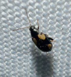 Phyllotreta conjuncta by (c) Joshua Ebright, some rights reserved (CC BY), uploaded by Joshua Ebright. Used under a CC-BY license.