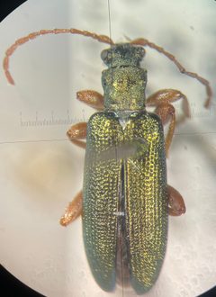 Plateumaris aurifera by no rights reserved, uploaded by Ingolf Askevold. Used under a CC0 license.