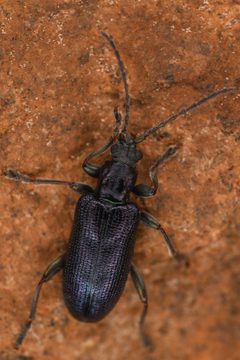 Plateumaris dubia by (c) Trevor Van Loon, some rights reserved (CC BY), uploaded by Trevor Van Loon. Used under a CC-BY license.