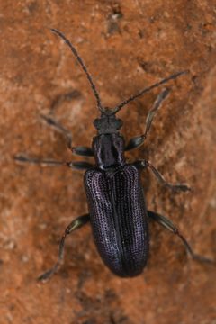 Plateumaris dubia by (c) Trevor Van Loon, some rights reserved (CC BY), uploaded by Trevor Van Loon. Used under a CC-BY license.
