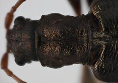 Poecilocera harrisii by no rights reserved, uploaded by Ingolf Askevold. Used under a CC0 license.