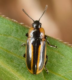 Prasocuris vittata by (c) skitterbug, some rights reserved (CC BY), uploaded by skitterbug. Used under a CC-BY license.