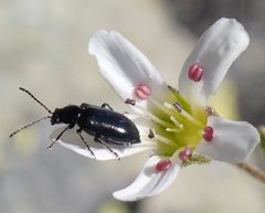 Pseudoluperus longulus by (c) John Brew, some rights reserved (CC BY), uploaded by John Brew. Used under a CC-BY license.