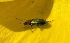 Scelolyperus by no rights reserved, uploaded by Adam Wachtel. Used under a CC0 license.