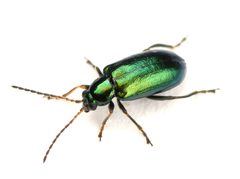 Scelolyperus by (c) Koji Shiraiwa, some rights reserved (CC BY), uploaded by Koji Shiraiwa. Used under a CC-BY license.