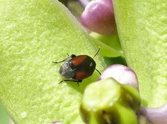 Sennius cruentatus by (c) Thomas Koffel, some rights reserved (CC BY), uploaded by Thomas Koffel. Used under a CC-BY license.